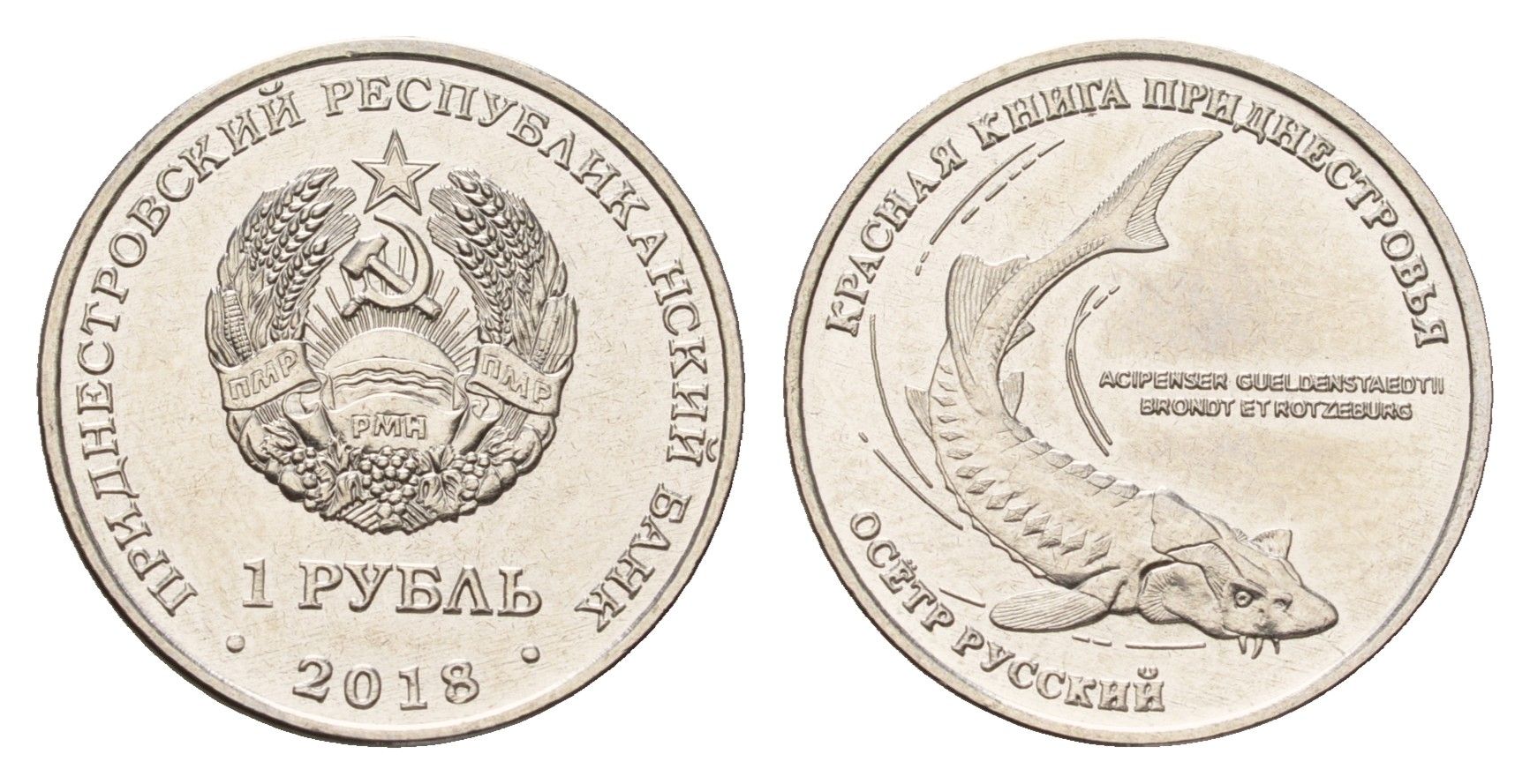 Приднестровье 1 рубль 2018 Красная книга - Русский осётр (Acipenser gueldenstaedtii) KM 303 сталь плакированная никелем UNC 4669-1122