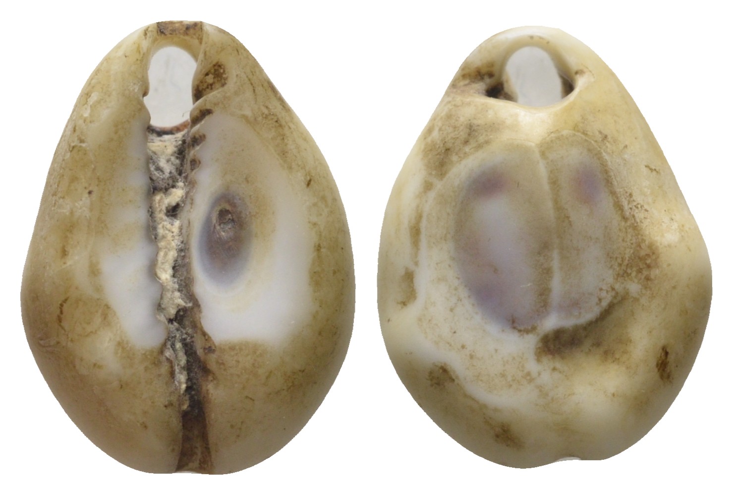 Гвинея, Территория Индийского Океана каури до 1882 деньги домонетного периода 11-069-51