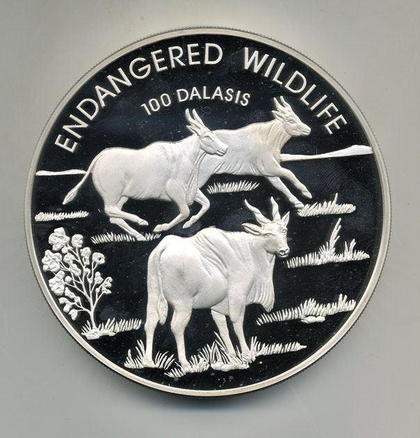 Гамбия 100 даласи 1995 сохраним наш мир, буйволы, 1 килограмм, в оригинальной коробке KM 68 серебро  PROOF 14-01-06-03