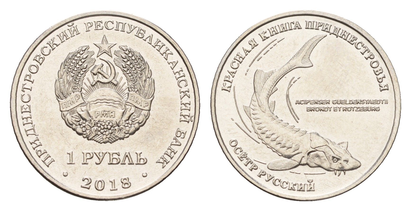 Приднестровье 1 рубль 2018 Красная книга - Русский осётр (Acipenser gueldenstaedtii) KM 303 сталь плакированная никелем UNC 4669-1123