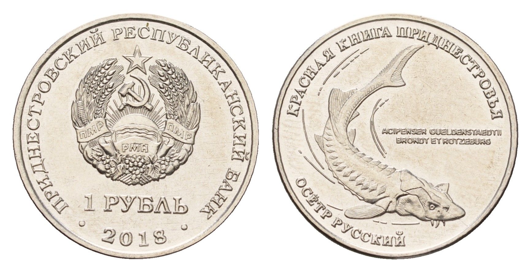 Приднестровье 1 рубль 2018 Красная книга - Русский осётр (Acipenser gueldenstaedtii) KM 303 сталь плакированная никелем UNC 4669-1124
