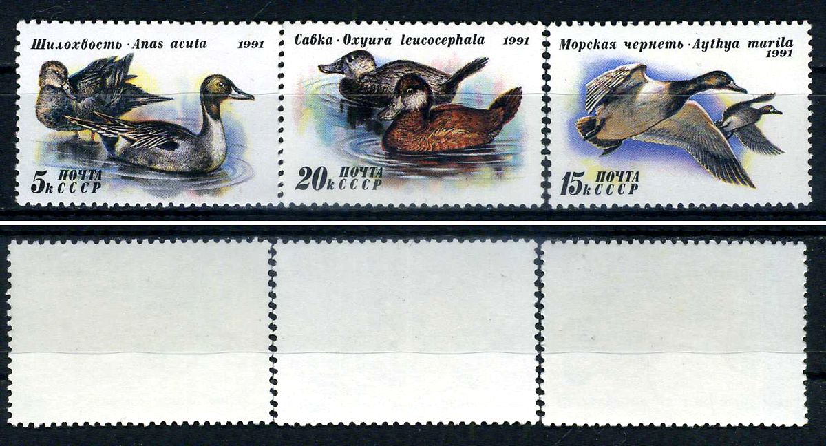 СССР набор из 3 марок (5, 15 и 20 копеек) 1991 утки - шилохвость, морская чернеть, савка Загорский 6268, 6269 и 6270    марка с оригинальным клеем, без следов наклейки (чистая) 8707-5-5-1