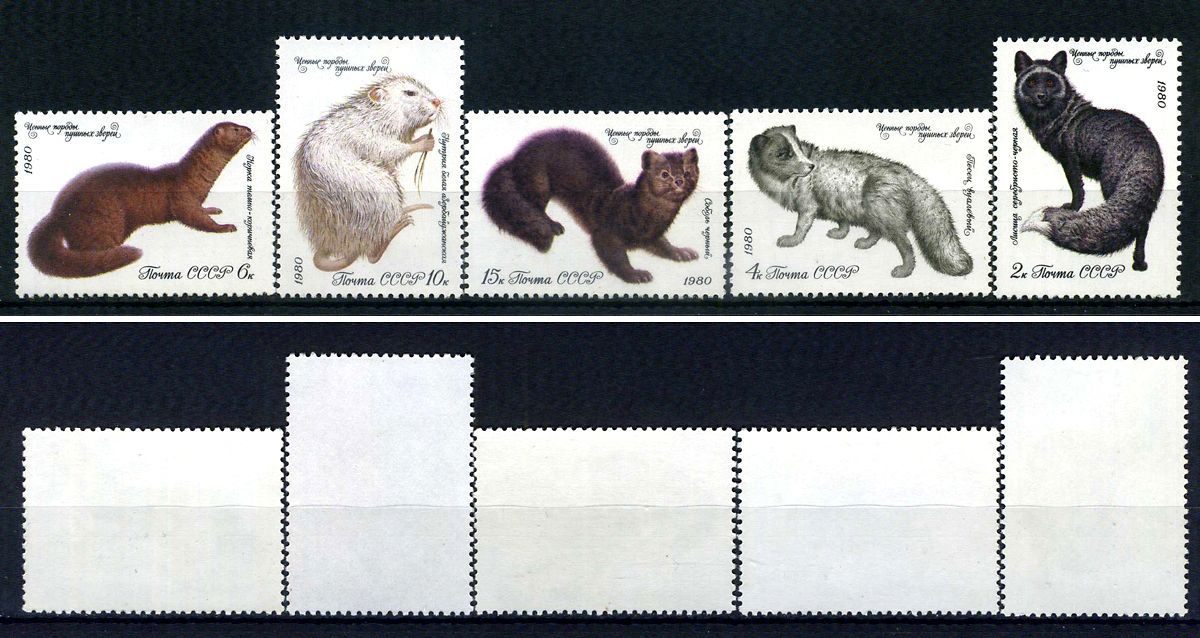 СССР набор из 5 марок (2, 4, 6, 10 и 15 копеек) 1980 Ценные породы пушных зверей - серебристо-черная лисица, вуалевый песец, темно-коричневая норка, белая азербайджанская нутрия, черный соболь Загорский 5018, 5019, 5020, 5021 и 5022    марка с оригинальны