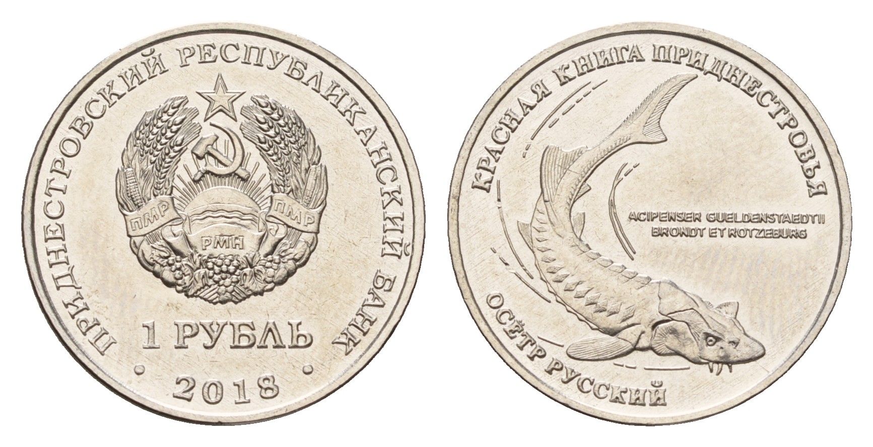 Приднестровье 1 рубль 2018 Красная книга - Русский осётр (Acipenser gueldenstaedtii) KM 303 сталь плакированная никелем UNC 4669-1126