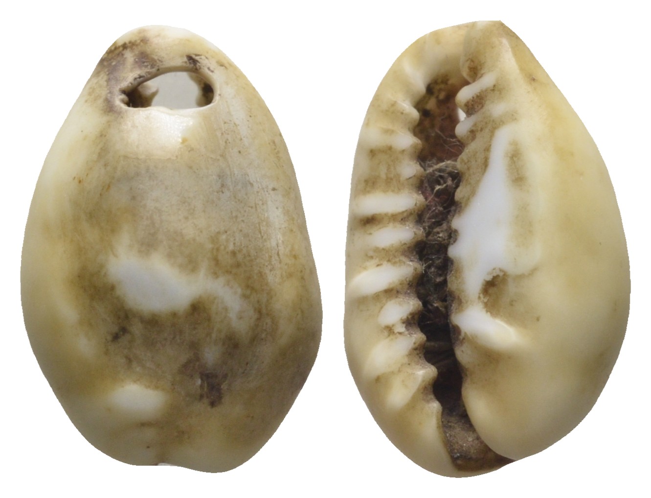 Гвинея, Территория Индийского Океана каури до 1882 деньги домонетного периода 11-070-23