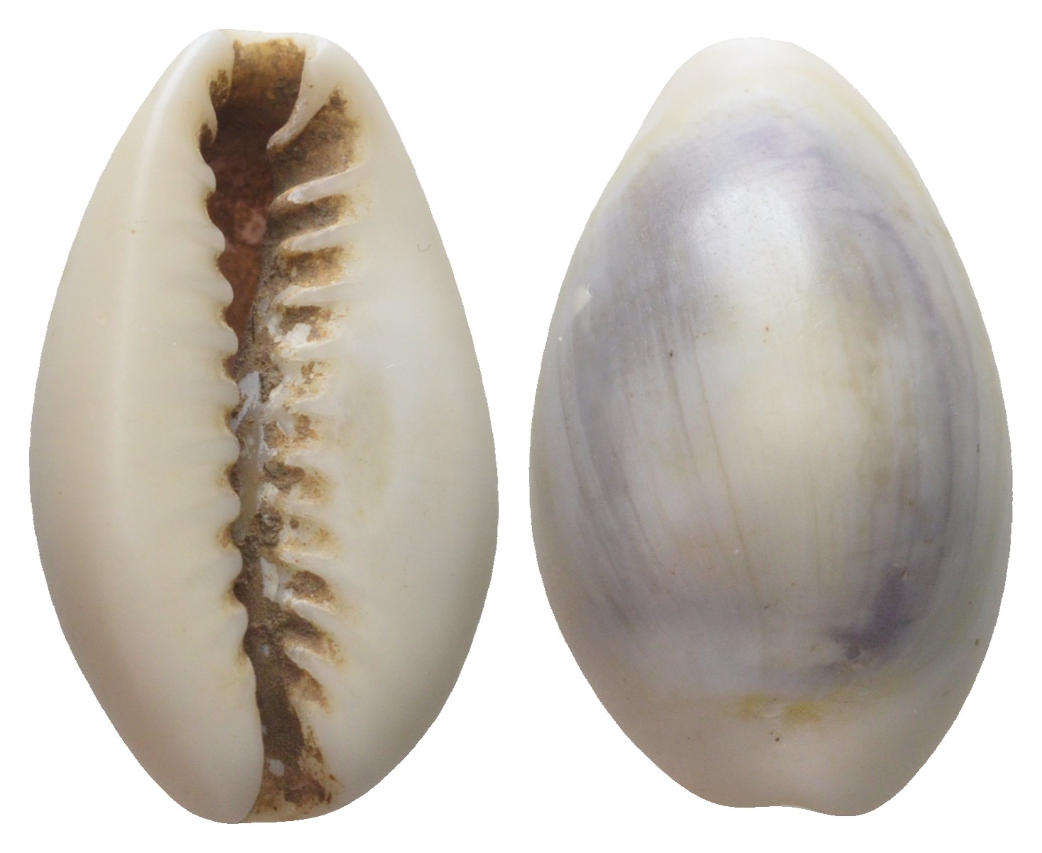 Гвинея, Территория Индийского Океана каури до 1882 деньги домонетного периода 11-117-11