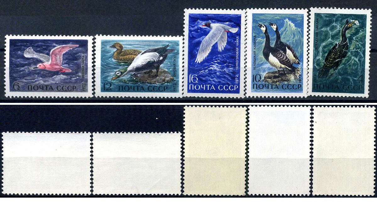 СССР набор из 5 марок (4, 6, 10, 12 и 16 копеек) 1972 Пернатые - обитатели побережий морей и океанов - Хохлатый баклан, розовая чайка, белощекая казарка, очковая гага, черноголовая чайка Загорский 3974, 3975, 3976, 3977, 3978    марка с оригинальным клеем