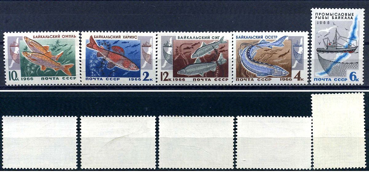 СССР набор из 5 марок (2, 4, 6, 10 и 12 копеек) 1966 Промысловые рыбы Байкала - Хариус, Осетр, Сейнер, Омуль, Сиг Загорский 3313, 3314, 3315, 3316, 3317    марка с оригинальным клеем, без следов наклейки (чистая) 8707-1-3-3