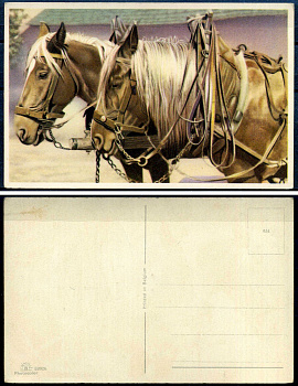 Бельгия открытка лошади 2193-71